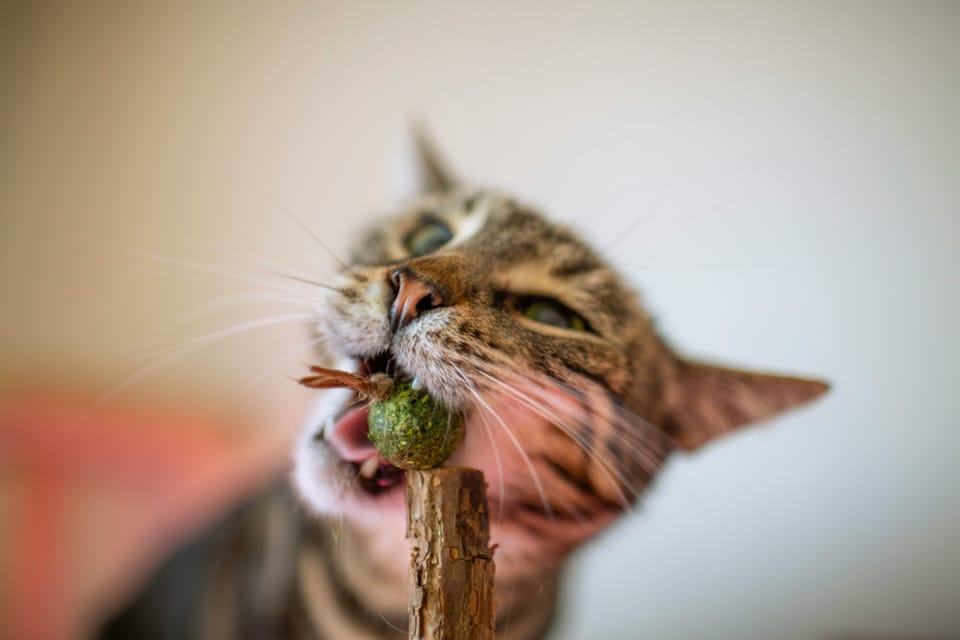 Oops! Still Chewing